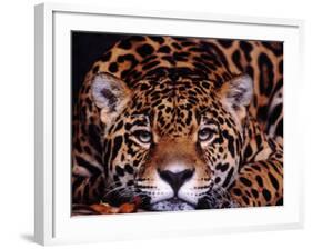 Portrait of a Jaguar, Brazil-Mark Newman-Framed Photographic Print