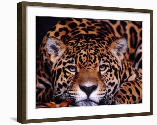 Portrait of a Jaguar, Brazil-Mark Newman-Framed Photographic Print