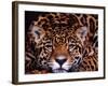 Portrait of a Jaguar, Brazil-Mark Newman-Framed Photographic Print