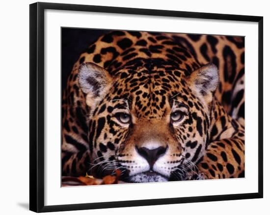 Portrait of a Jaguar, Brazil-Mark Newman-Framed Photographic Print