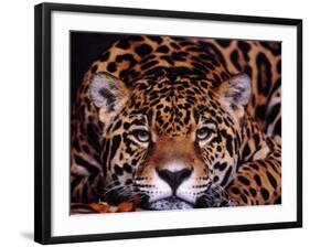 Portrait of a Jaguar, Brazil-Mark Newman-Framed Photographic Print