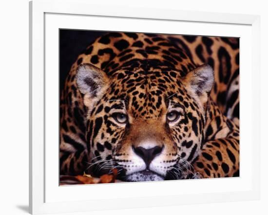 Portrait of a Jaguar, Brazil-Mark Newman-Framed Photographic Print