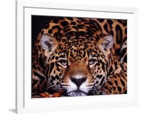 Portrait of a Jaguar, Brazil-Mark Newman-Framed Photographic Print