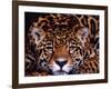 Portrait of a Jaguar, Brazil-Mark Newman-Framed Photographic Print