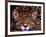 Portrait of a Jaguar, Brazil-Mark Newman-Framed Photographic Print