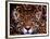 Portrait of a Jaguar, Brazil-Mark Newman-Framed Photographic Print