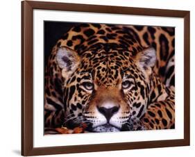 Portrait of a Jaguar, Brazil-Mark Newman-Framed Photographic Print