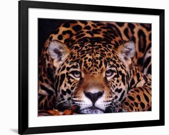 Portrait of a Jaguar, Brazil-Mark Newman-Framed Photographic Print