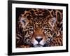 Portrait of a Jaguar, Brazil-Mark Newman-Framed Photographic Print