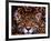 Portrait of a Jaguar, Brazil-Mark Newman-Framed Photographic Print