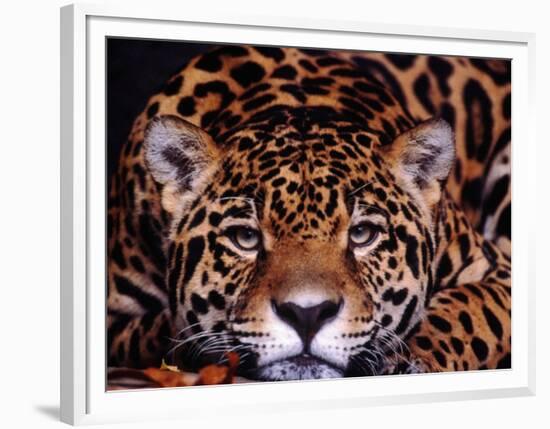 Portrait of a Jaguar, Brazil-Mark Newman-Framed Photographic Print