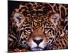 Portrait of a Jaguar, Brazil-Mark Newman-Mounted Photographic Print