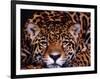 Portrait of a Jaguar, Brazil-Mark Newman-Framed Photographic Print