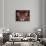 Portrait of a Jaguar, Brazil-Mark Newman-Photographic Print displayed on a wall