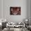 Portrait of a Jaguar, Brazil-Mark Newman-Photographic Print displayed on a wall