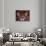 Portrait of a Jaguar, Brazil-Mark Newman-Stretched Canvas displayed on a wall