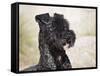 Portrait of a Kerry Blue Terrier-Zandria Muench Beraldo-Framed Stretched Canvas