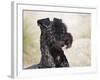 Portrait of a Kerry Blue Terrier-Zandria Muench Beraldo-Framed Photographic Print