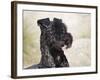 Portrait of a Kerry Blue Terrier-Zandria Muench Beraldo-Framed Photographic Print