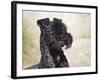 Portrait of a Kerry Blue Terrier-Zandria Muench Beraldo-Framed Photographic Print