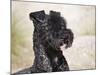 Portrait of a Kerry Blue Terrier-Zandria Muench Beraldo-Mounted Photographic Print