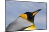 Portrait of a King penguin, Aptenodytes patagonica.-Sergio Pitamitz-Mounted Photographic Print