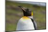 Portrait of a King penguin, Aptenodytes patagonica.-Sergio Pitamitz-Mounted Photographic Print