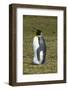 Portrait of a King penguin, Aptenodytes patagonica.-Sergio Pitamitz-Framed Photographic Print