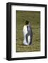 Portrait of a King penguin, Aptenodytes patagonica.-Sergio Pitamitz-Framed Photographic Print