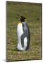 Portrait of a King penguin, Aptenodytes patagonica.-Sergio Pitamitz-Mounted Photographic Print