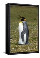 Portrait of a King penguin, Aptenodytes patagonica.-Sergio Pitamitz-Framed Stretched Canvas