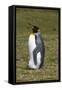 Portrait of a King penguin, Aptenodytes patagonica.-Sergio Pitamitz-Framed Stretched Canvas