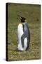 Portrait of a King penguin, Aptenodytes patagonica.-Sergio Pitamitz-Stretched Canvas