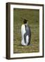 Portrait of a King penguin, Aptenodytes patagonica.-Sergio Pitamitz-Framed Photographic Print