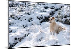 Portrait of a Labrador Dog in Winter-David Ionut-Mounted Photographic Print