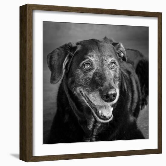 Portrait of a Labrador Golden Mixed Dog-null-Framed Photographic Print