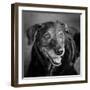 Portrait of a Labrador Golden Mixed Dog-null-Framed Photographic Print