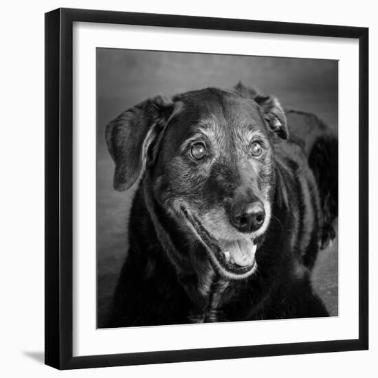 Portrait of a Labrador Golden Mixed Dog-null-Framed Photographic Print