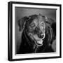 Portrait of a Labrador Golden Mixed Dog-null-Framed Photographic Print