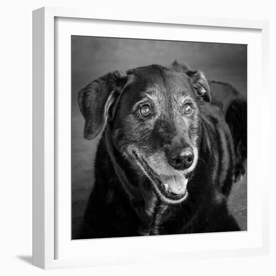 Portrait of a Labrador Golden Mixed Dog-null-Framed Photographic Print