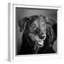 Portrait of a Labrador Golden Mixed Dog-null-Framed Photographic Print