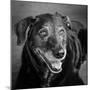 Portrait of a Labrador Golden Mixed Dog-null-Mounted Photographic Print