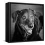 Portrait of a Labrador Golden Mixed Dog-null-Framed Stretched Canvas