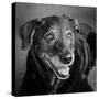 Portrait of a Labrador Golden Mixed Dog-null-Stretched Canvas