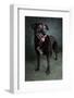 Portrait of a Labrador Golden Mixed Dog-null-Framed Photographic Print