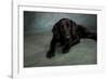 Portrait of a Labrador Great Dane Mixed Dog-null-Framed Photographic Print