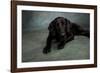 Portrait of a Labrador Great Dane Mixed Dog-null-Framed Photographic Print