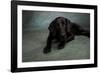 Portrait of a Labrador Great Dane Mixed Dog-null-Framed Photographic Print