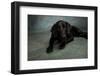 Portrait of a Labrador Great Dane Mixed Dog-null-Framed Photographic Print