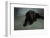 Portrait of a Labrador Great Dane Mixed Dog-null-Framed Photographic Print